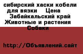 сибирский хаски кобели для вязки  › Цена ­ 1 - Забайкальский край Животные и растения » Собаки   
